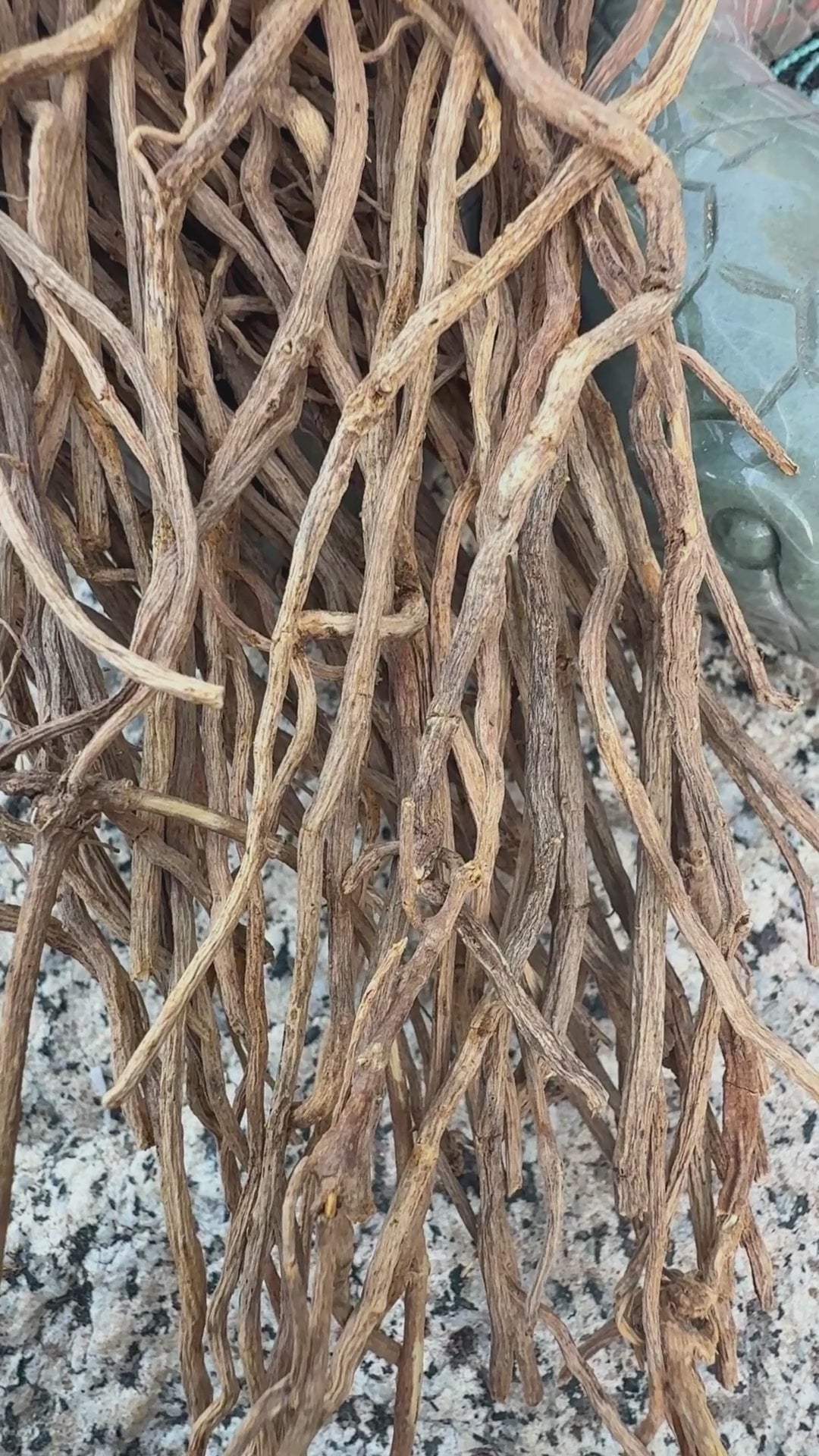 Chilcuague Golden Root Extract Spray bottle by Collective Journey Art resting on top of a bundle of raw harvested roots in a natural outdoor setting.