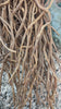 Chilcuague Golden Root Extract Spray bottle by Collective Journey Art resting on top of a bundle of raw harvested roots in a natural outdoor setting.